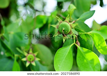 Mangrove fruit - Bruguiera gymnorrhiza. In Indonesia, mangrove fruit has now been processed into various processed foods