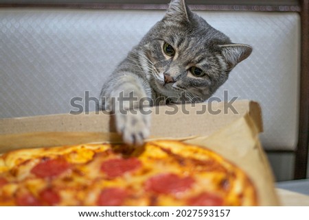 gray cute cat lover of pizza. the cat is trying to steal a pizza with its paw. Soft focus. Royalty-Free Stock Photo #2027593157