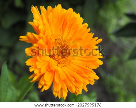 Orange flower, close up. Beautiful Pot Marigold 'Orange Porcupine' blossom. Calendula officinalis is ornamental, flowering and popular garden plant of the aster family, Asteraceae, Calenduleae.