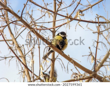 Tit sits on a branch