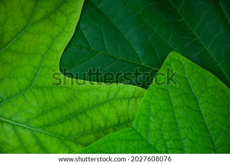 image of green leaf background 
