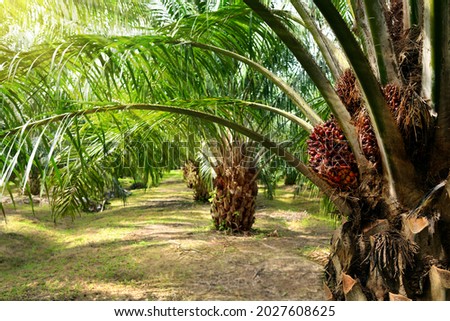 Palm oil plantation growing up. Royalty-Free Stock Photo #2027608625