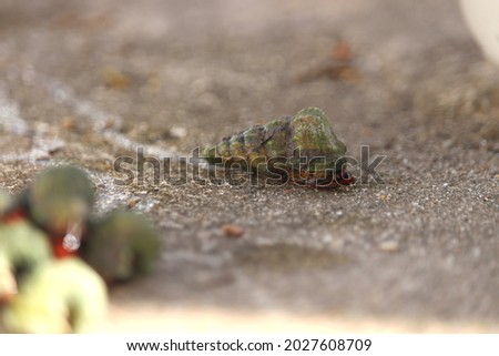 Mangrove snails (Cerithidea obtusa). a species of sea slug, a marine gastropod mollusk in the family Potamididae. Royalty-Free Stock Photo #2027608709