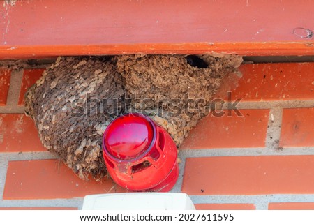 Common house martin nest near alarm system- Delichon urbicum Royalty-Free Stock Photo #2027611595