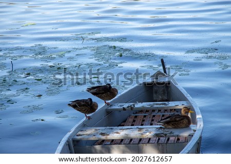 Old small boat on the embankment of Ternopil pond in August