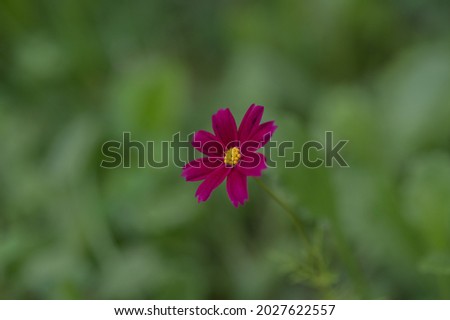 Nature of Russia: a lonely little flower called Cosmos

