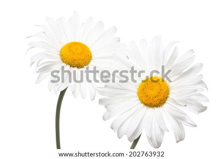 Beautiful   camomiles, floral  wallpaper, background. 