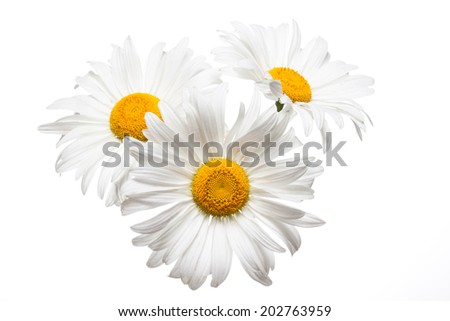 Floral poster, Daisy, camomile isolated on  white 