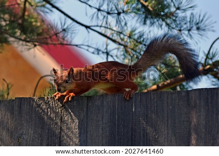 Red squirrel on the fence in the garden