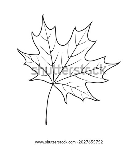 Vector maple leaf. Autumn leaf. Black line illustration.