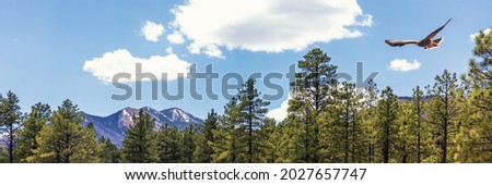 Horizontal web banner of Flagstaff northern Arizona with snow-capped mountain peaks in background and hawk flying in pine tree forest. Royalty-Free Stock Photo #2027657747