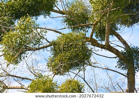 In nature, mistletoe (Viscum album) parasitizes on the tree 