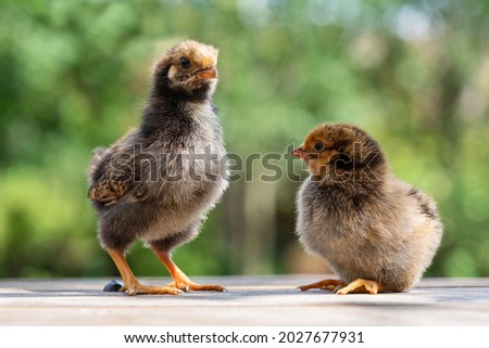 Two cute little chickens againtst the green garden bokeh