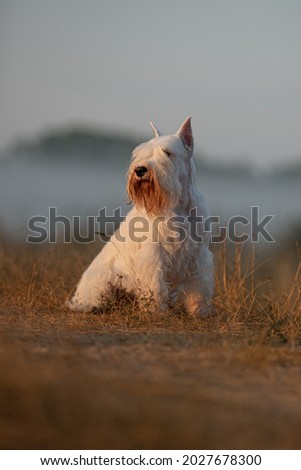 Cute white Schnauzer dog in sunrise meadow