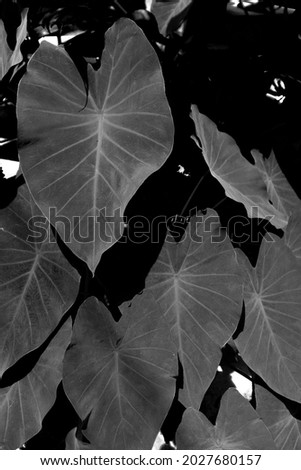 Beautiful taro or tapioca leaves background. Plant whit which boba is made for boba tea. Black and white photography.