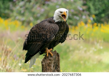 Majestic bald eagle  American eagle adult (Haliaeetus leucocephalus). Summer meadow. American National Symbol Bald Eagle with a nice colorful flower background.                               
