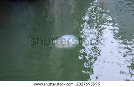 Black Sea jellyfish kornerot swims in the sea.