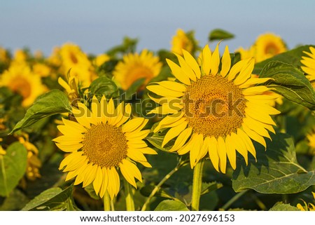 Yellow sunflowers on a background of blue sky. Landscape of field of sunflowers with blurred background.