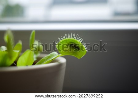 Dionaea muscipula captured a fly! It’s also commonly called the Venus Flytrap, Venus Fly Trap, or VFT.