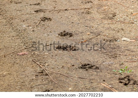 Close up picture of a muddy paw prints in the dirt. A deep imprinted outline of a Caine foot is left deep within the muddy surface.
