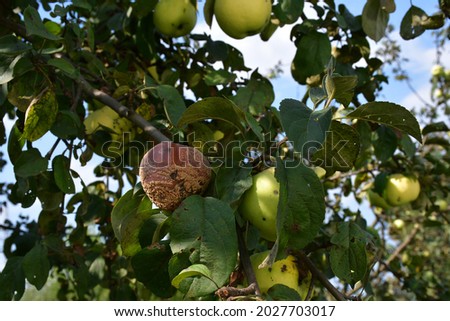 An apple affected by the disease, on a branch of an apple tree in the garden. A sick spoiled apple in close-up. Fruit rot (moniliosis) of fruit trees. Royalty-Free Stock Photo #2027703017