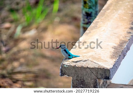 Mangrove kingfisher sitting on the erdge of a wall in profile