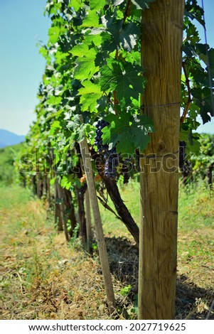 Grapevine with black grapes in the vineyard