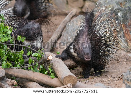 Porcupines are large rodents with coats of sharp spines, or quills, that protect them against predation. The term covers two families of animals: the Old World porcupines of family Hystricidae.