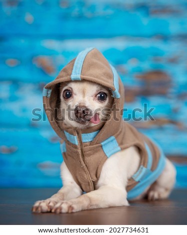 cute chihuahua with a hoodie on in a studio