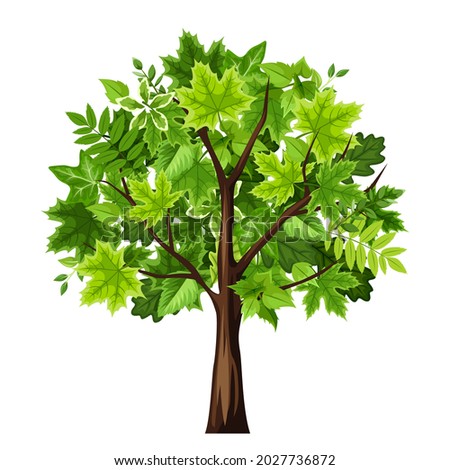 Vector illustration of a deciduous green tree isolated on a white background.