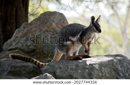 the yellow footed rock wallaby is grey, white and tan with a long striped tail