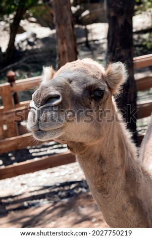 the camel has brown fur and brown eyes, long eye lashes and one hump