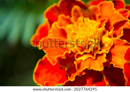 Tagetes flower in flowerbed with fresh balmy blossom