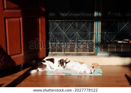 Couple of cute white chihuahua dog pet animal at home