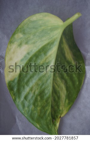 Close up Ivory betel leaf and some small leaves which are typical tropical plants and are very aesthetic for home interiors. Isolated on a white background. For the web, banners. Visible texture leaf