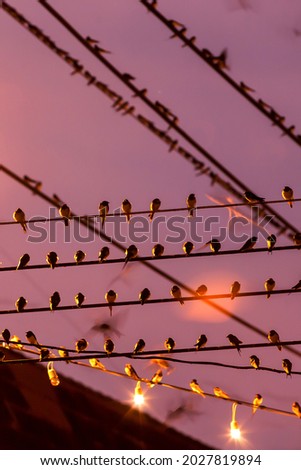 Motion blur. Flock of Barn Swallow are perching on wires and flying in the rain at twilight during migration. Betong City, Yala, Southern Thailand. Bird migration. 