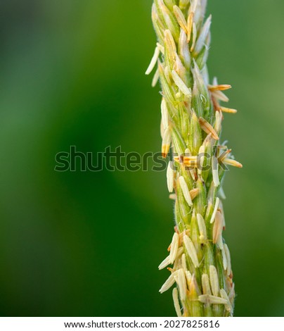 Flowers of corn in the vegetable garden in summer. Close-up