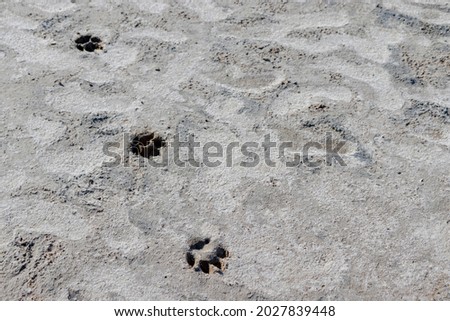 dog paw prints and human footprints.
