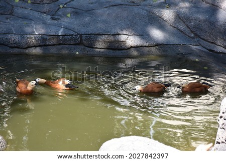 ducks roam the water's edge

