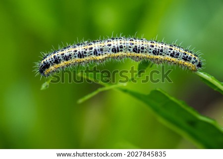 An Emperor moth Caterpillar (Saturnia pavonia) feeding on a bramble leaf in green background. Macro nature photography
