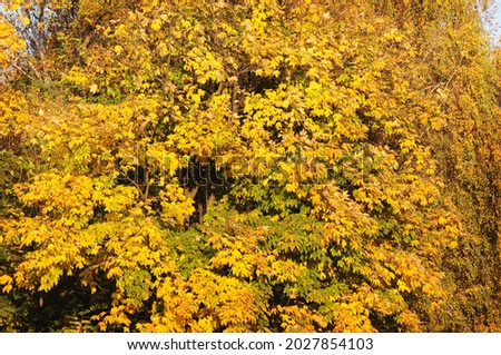 Autumn maple tree with yellow and green leaves