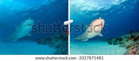 Picture shows a Image Editing of a Tiger shark at Tigerbeach, Bahamas