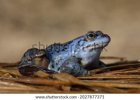 moor frog Rana arvalis blue male sitting on vegetation