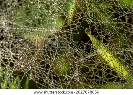 Large drop of water on green grass between spider webs, morning dew, early morning, sunlight. Macro nature photography