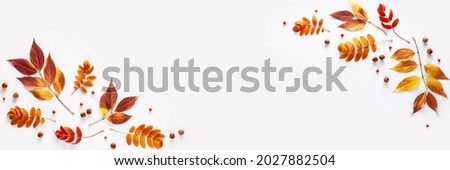 Autumn leaves, rowan berries and hazelnuts on a white background. The banner. Autumn composition