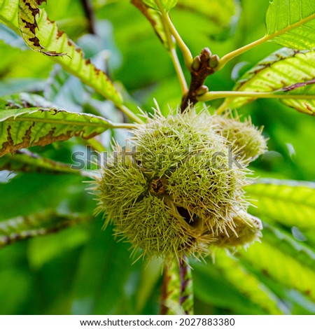 Fresh chestnuts with open husk and  green leaves on tree, closeup. Edible chestnut fruits  in the autumn garden