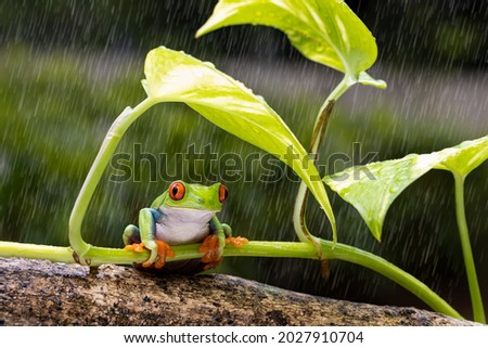 Red Eye tree frog sitting below the green leave during heavy rain Royalty-Free Stock Photo #2027910704