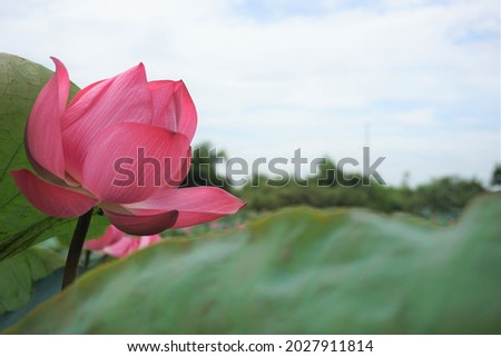 The lotus is blooming and emitting color