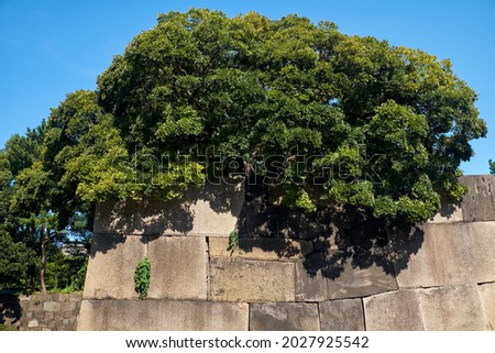 The view of the old defensive stone wall of Edo castle topped with the trees in the Tokyo Imperial Palace garden. Tokyo. Japan