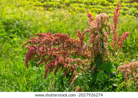 Rumex in a flowering meadow near an agricultural field. Horse sorrel. 
